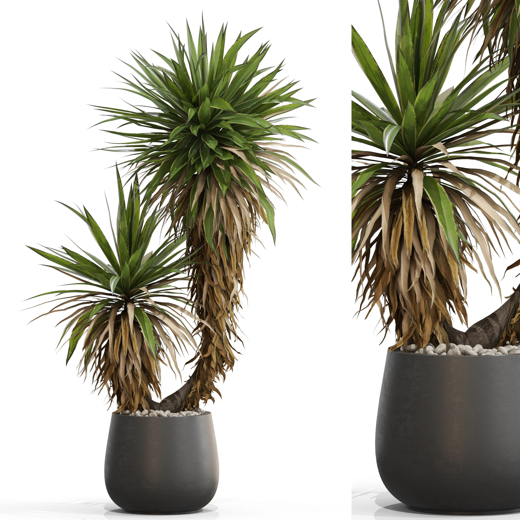 Plants collection 688 3D Model .c4d .max .obj .3ds .fbx .stl .blend 