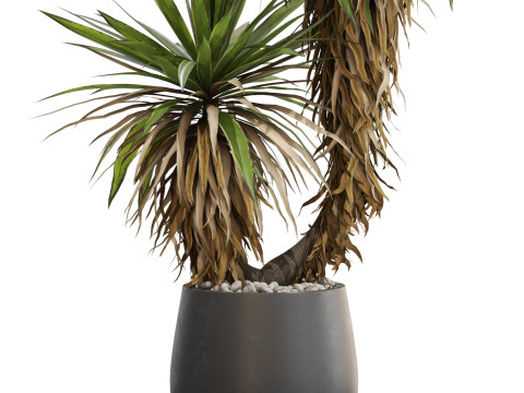Plants collection 688 3D Model