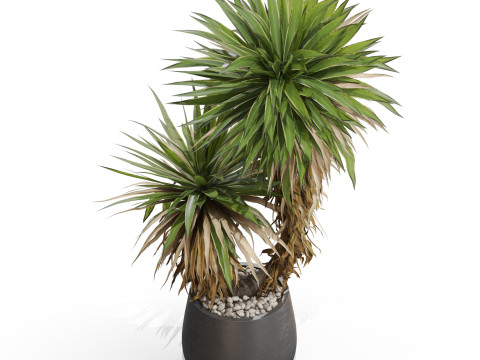Plants collection 688 3D Model