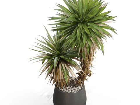 Plants collection 688 3D Model