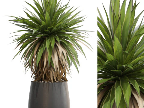 Plantencollectie 689 3D Model