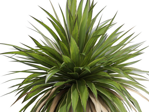 Plants collection 689 3D Модель