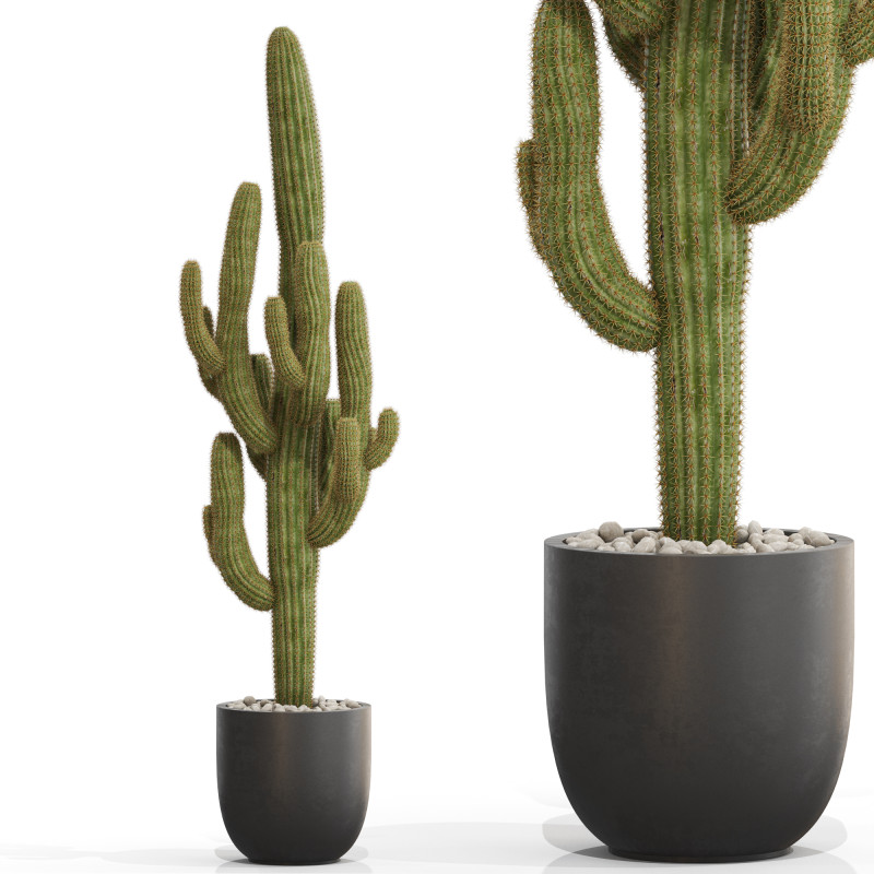 Plants collection 690 3D 모델 .c4d .max .obj .3ds .fbx .stl .blend