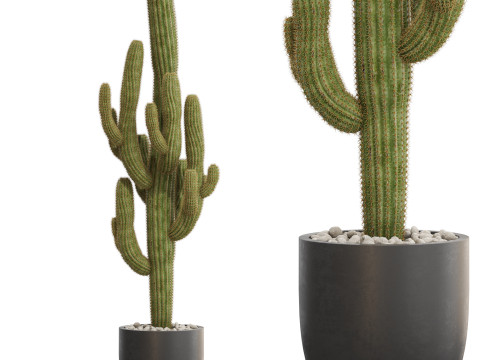 Plants collection 690 Model 3D