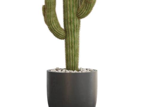 Collezione piante 690 Modello 3D