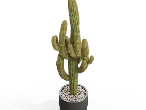 Plants collection 690 3D 모델