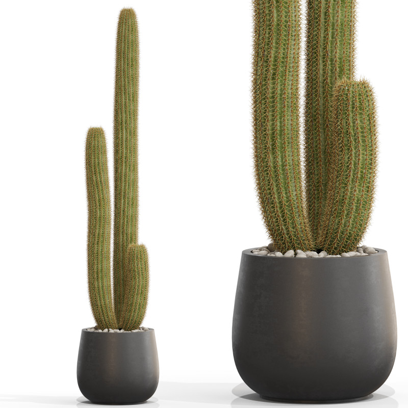 Plants collection 691 3D Model .c4d .max .obj .3ds .fbx .stl .blend