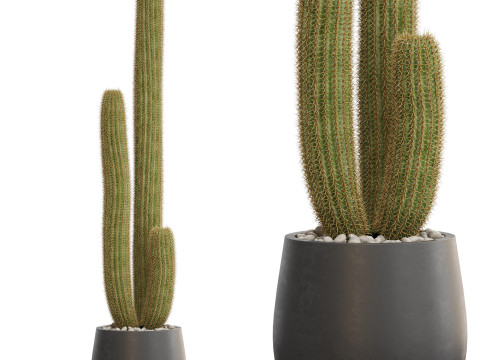 Plants collection 691 Model 3D