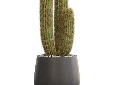 Plants collection 691 3D Model