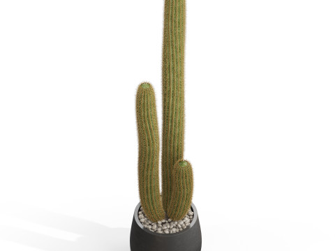 Plants collection 691 3D Model