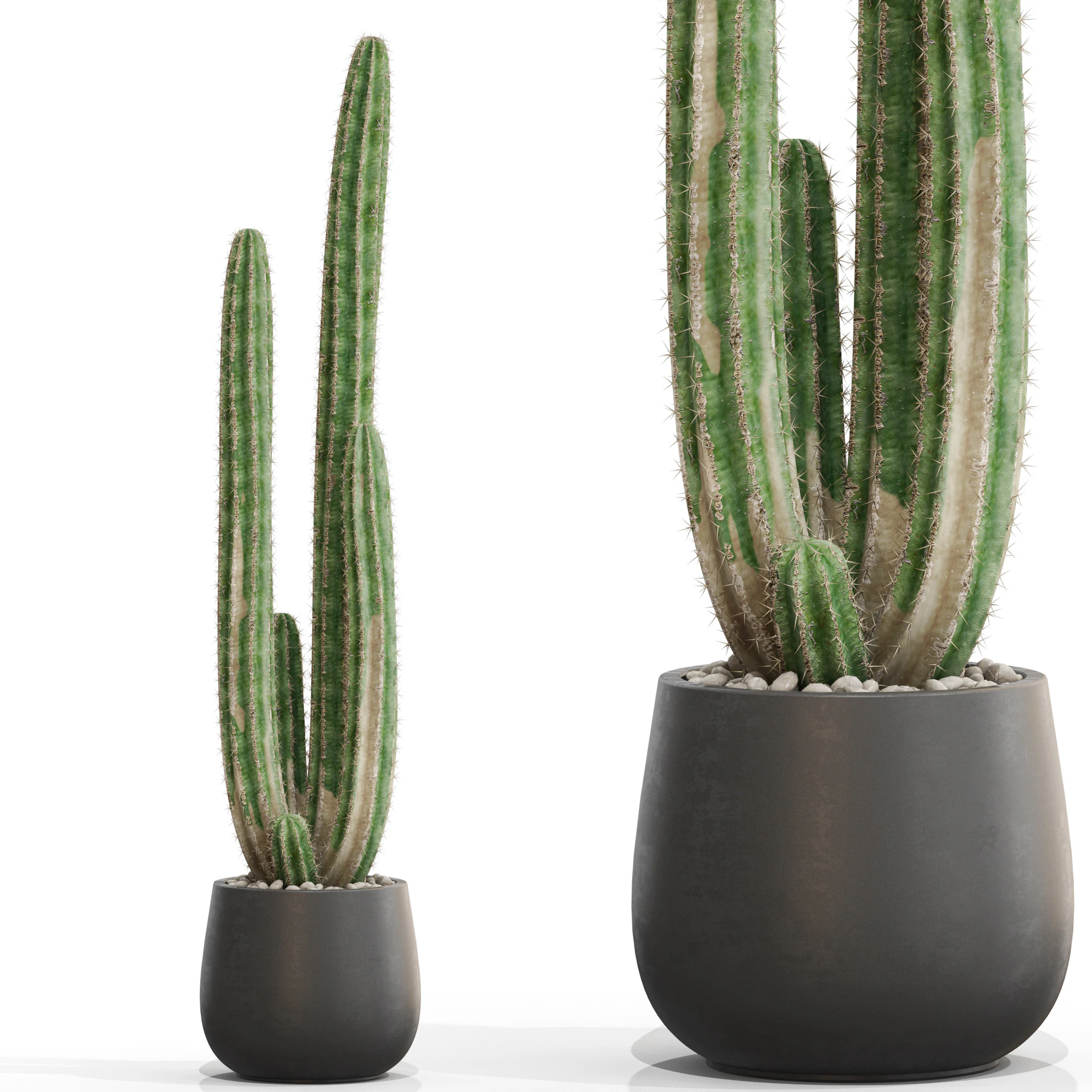 Plants collection 692 3D Model .c4d .max .obj .3ds .fbx .stl .blend 