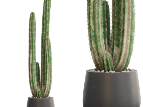 Plants collection 692 3D Model