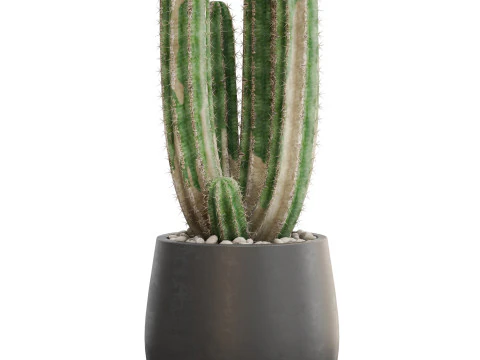 Plants collection 692 3D Model