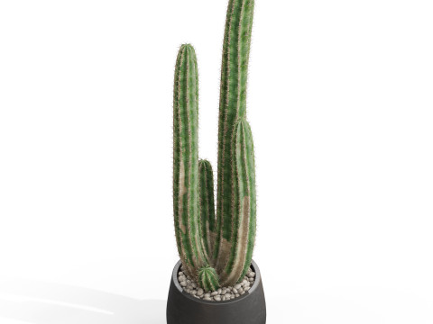 Plants collection 692 3D 모델