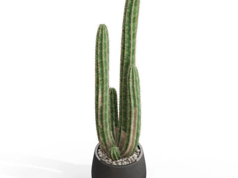 Plants collection 692 3D Model