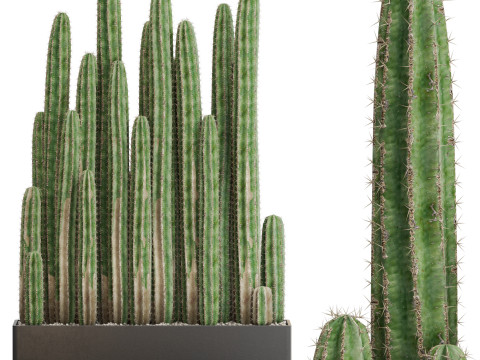 Plants collection 693 Modèle 3D