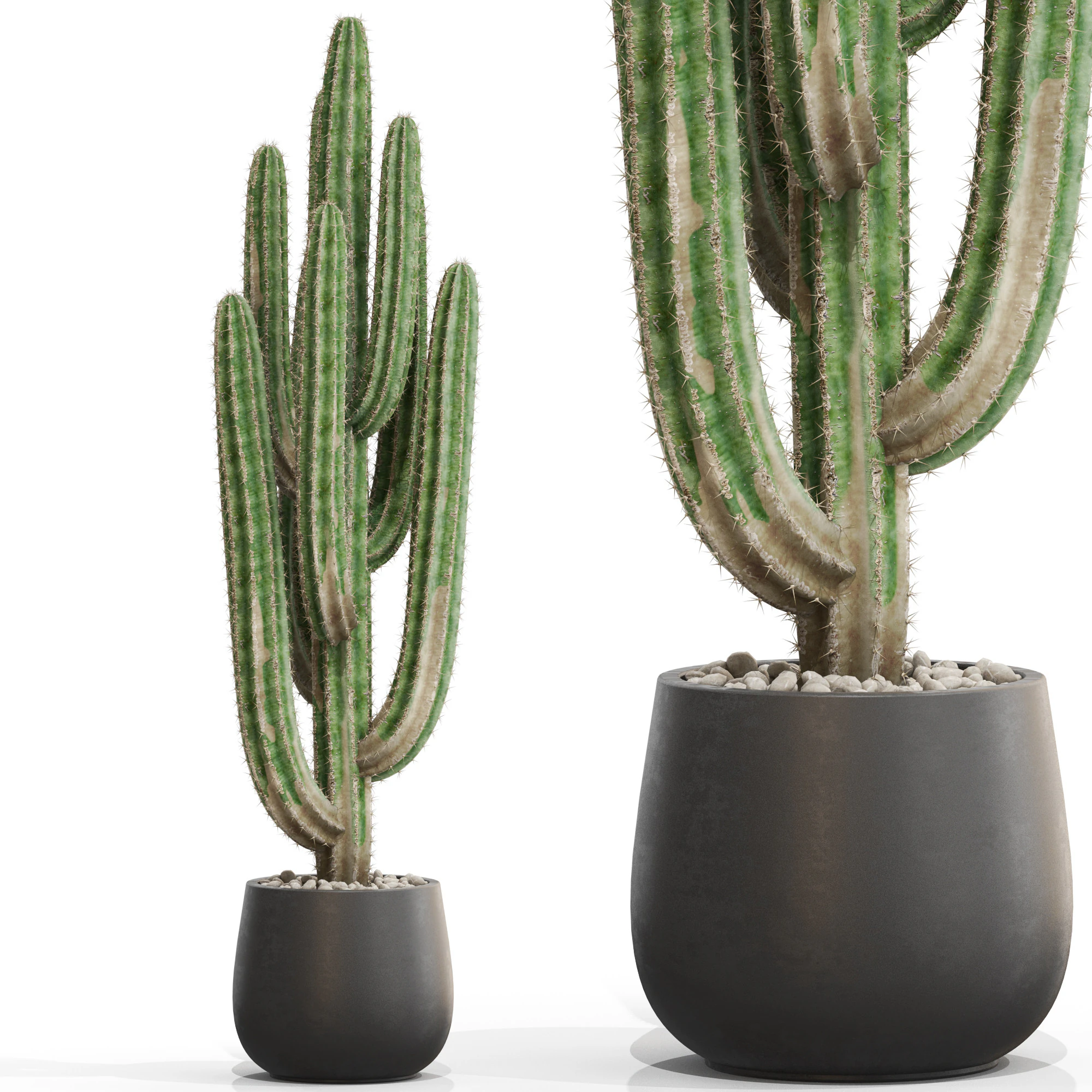 Plants collection 694 3D Model .c4d .max .obj .3ds .fbx .stl .blend 