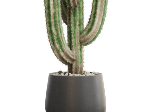 Plants collection 694 3D Model