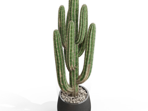 Plants collection 694 3D Model