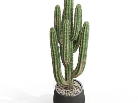 Plants collection 694 3D Model