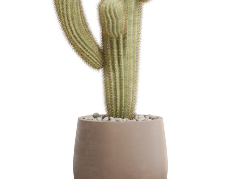 Plants collection 695 3D Model