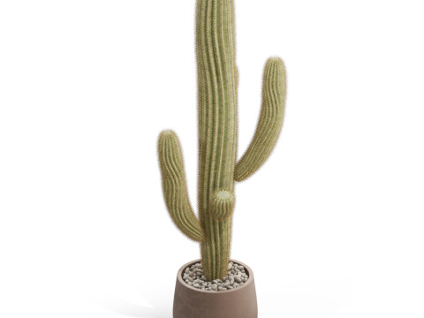 Plants collection 695 3D Model