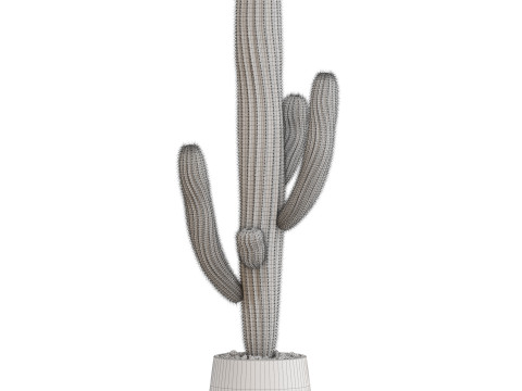Plants collection 695 3D Model