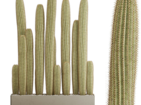 Plants collection 696 Model 3D