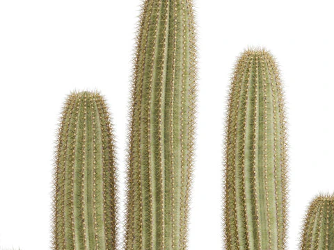 植物收藏 696 3D 模型