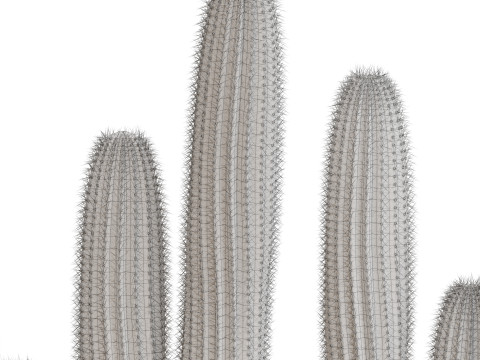 Plants collection 696 3D 模型