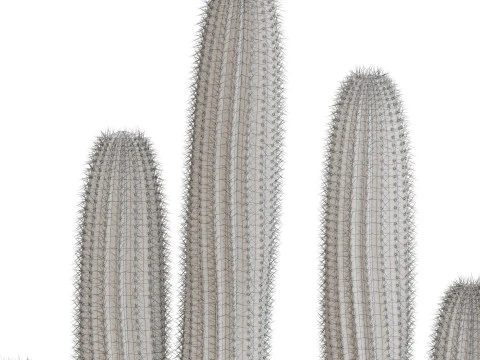 植物收藏 696 3D 模型