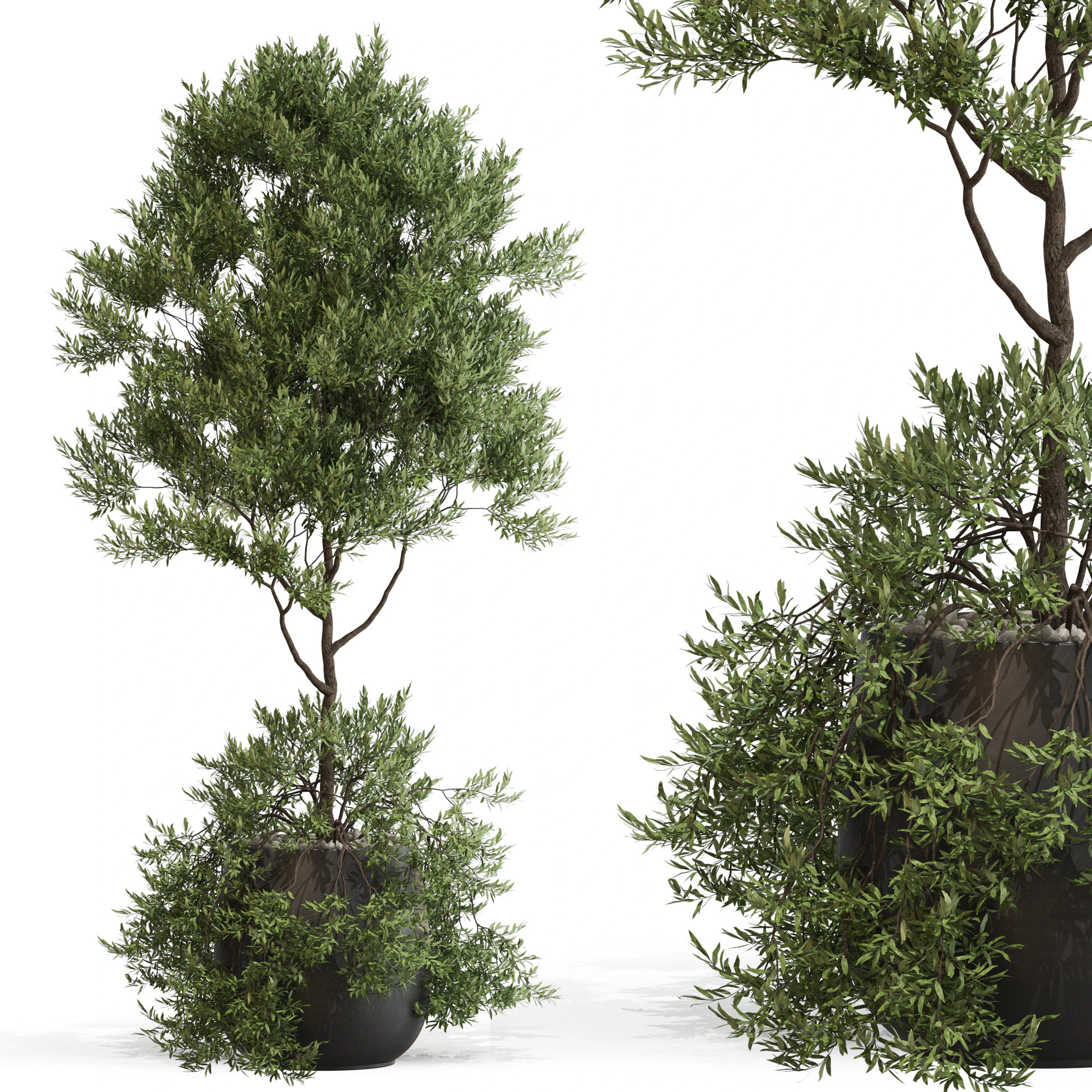 Plants collection 697 3D Model .c4d .max .obj .3ds .fbx .stl .blend 