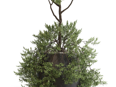 Plants collection 697 3D Model
