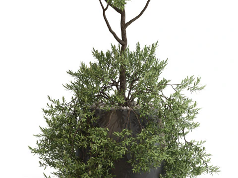 Plants collection 697 3D Model