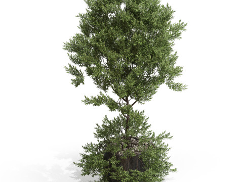 Plants collection 697 3D Model