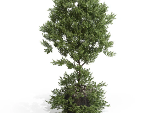 Plants collection 697 3D Model