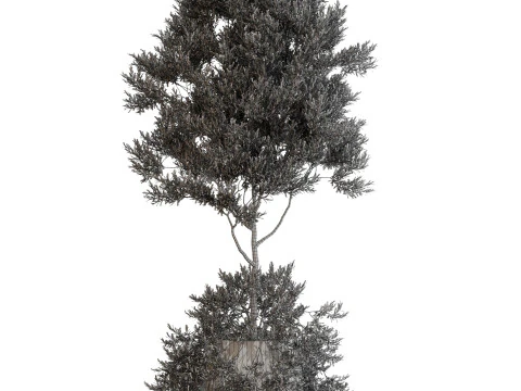 Plants collection 697 3D Model