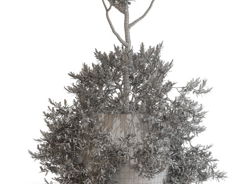 Plants collection 697 3D Model