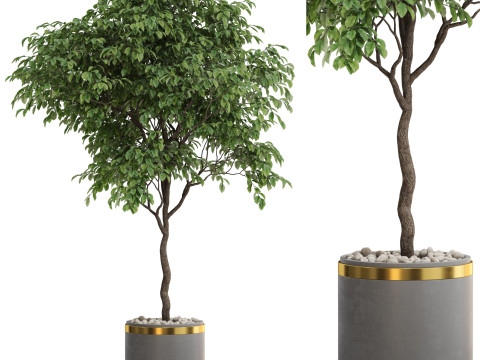 Plants collection 698 Model 3D