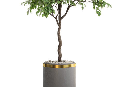 Plants collection 698 3D Model