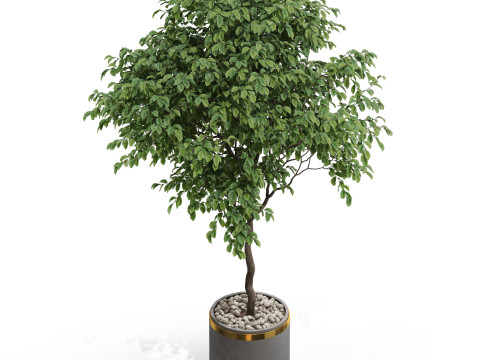 Plants collection 698 3D Model
