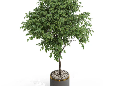 Plants collection 698 3D Model