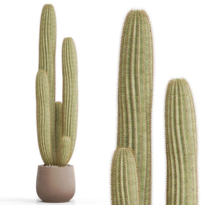 Plants collection 699 3D 模型 .c4d .max .obj .3ds .fbx .stl .blend
