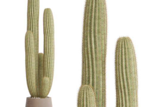 Plants collection 699 Model 3D