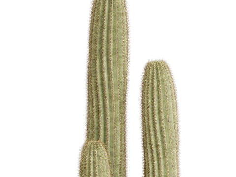 Plants collection 699 3D Model