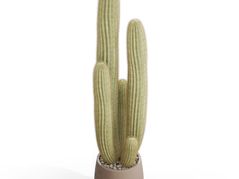 Plants collection 699 3D 模型