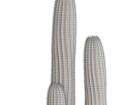 Plants collection 699 3D 模型