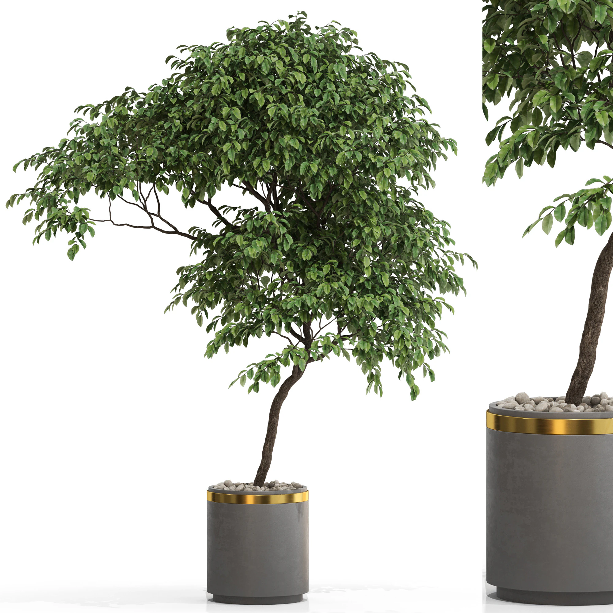 Plants collection 700 3D Model .c4d .max .obj .3ds .fbx .stl .blend