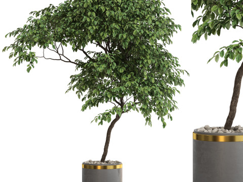 Plants collection 700 Model 3D