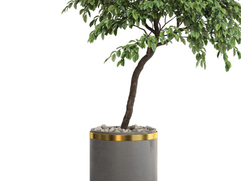 Plants collection 700 3D Model